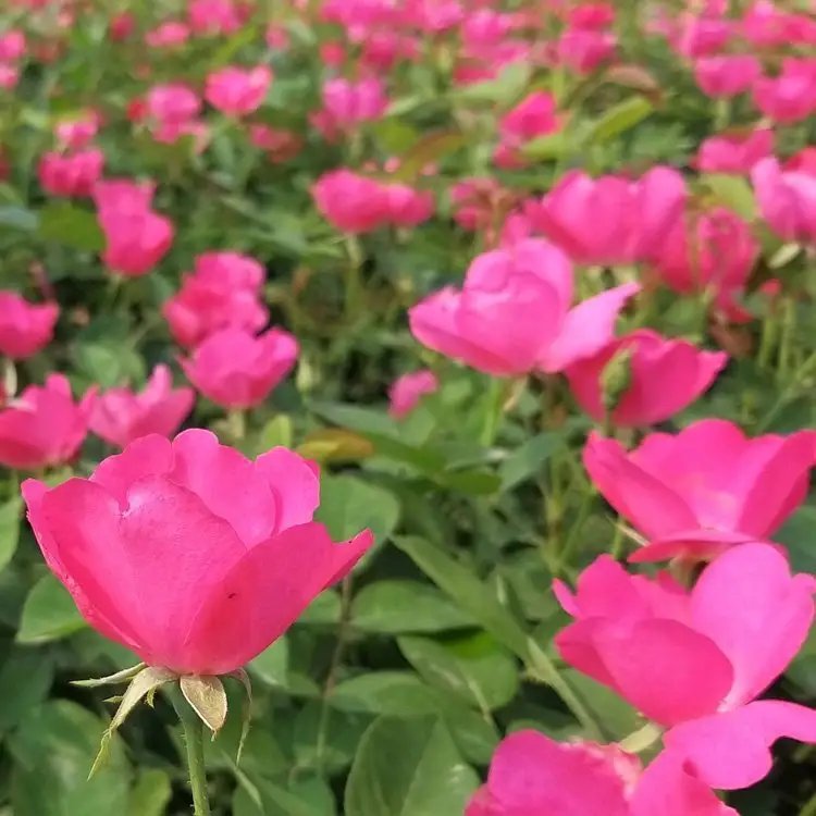 豐花<a href='http://m.wuzhouwash.com/tengbenpanyuanzhiwu/3570.html' target='_blank'>月季</a>杯苗容器苗