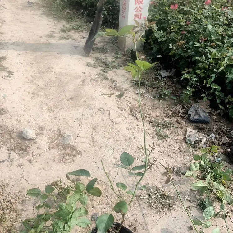 豐花<a href='http://m.wuzhouwash.com/tengbenpanyuanzhiwu/3570.html' target='_blank'>月季</a>杯苗容器苗