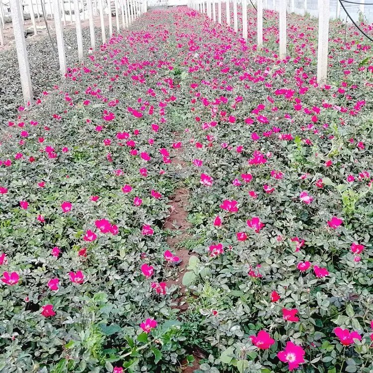 豐花<a href='http://m.wuzhouwash.com/tengbenpanyuanzhiwu/3570.html' target='_blank'>月季</a>杯苗容器苗