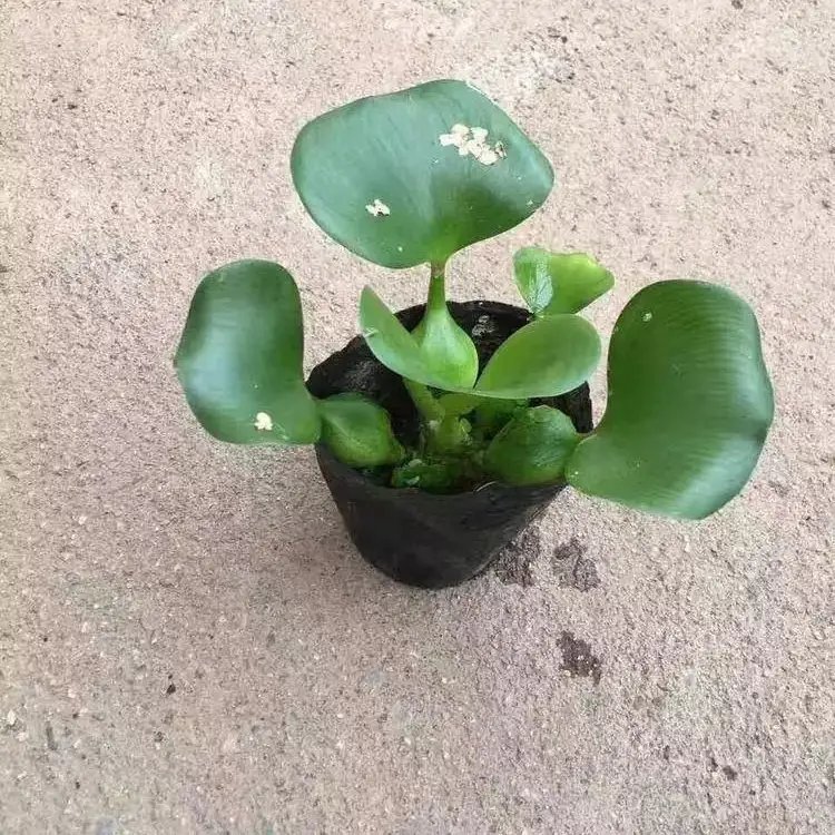 <a href='http://m.wuzhouwash.com/shuicaozhongzi/1856.html' target='_blank'>鳳眼蓮</a>杯苗容器苗