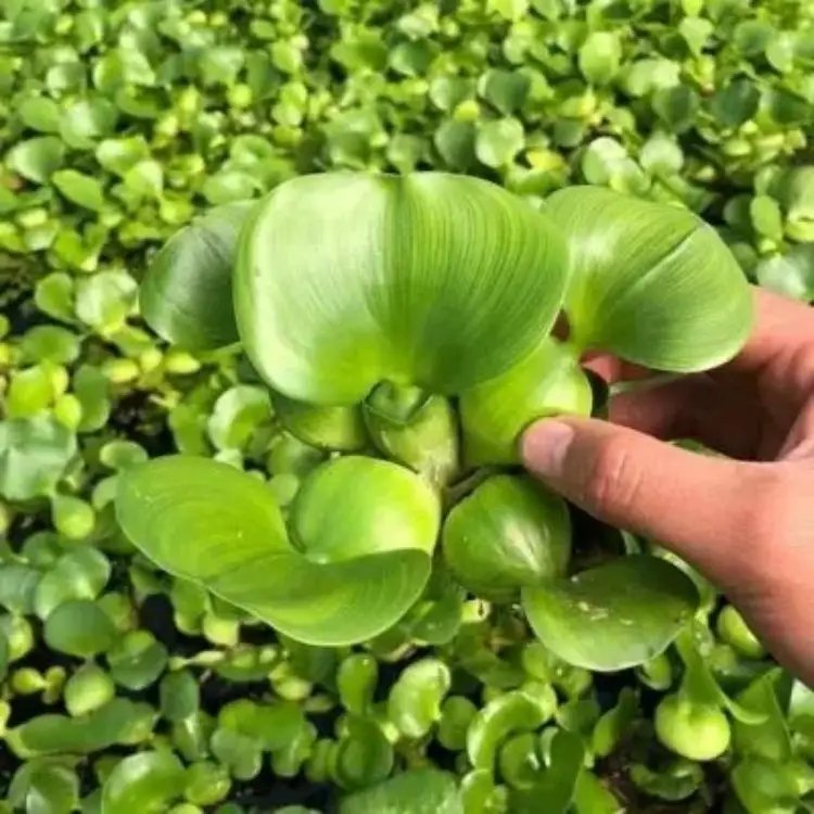 <a href='http://m.wuzhouwash.com/shuicaozhongzi/1856.html' target='_blank'>鳳眼蓮</a>杯苗容器苗