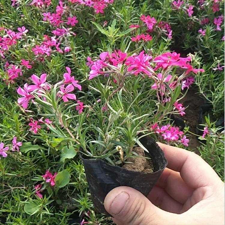 福祿考盆栽小苗容器苗