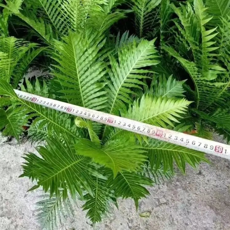 富貴蕨杯苗容器苗