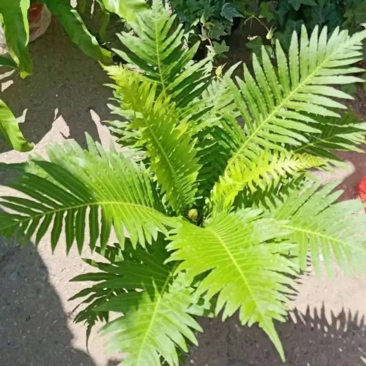 富貴蕨杯苗容器苗