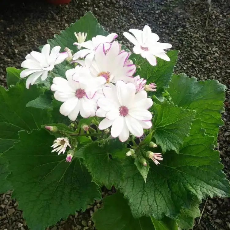 瓜葉菊杯苗容器苗白粉