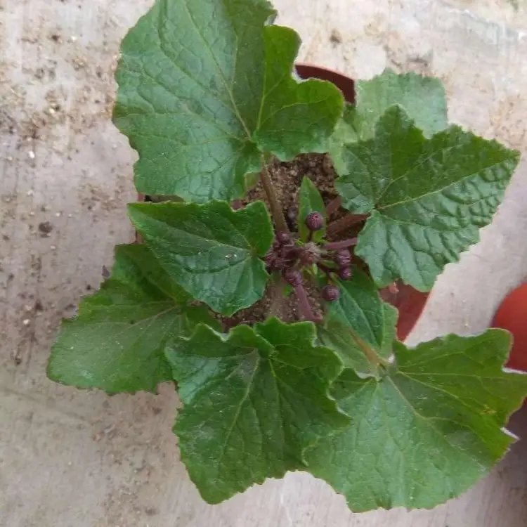 瓜葉菊杯苗容器苗