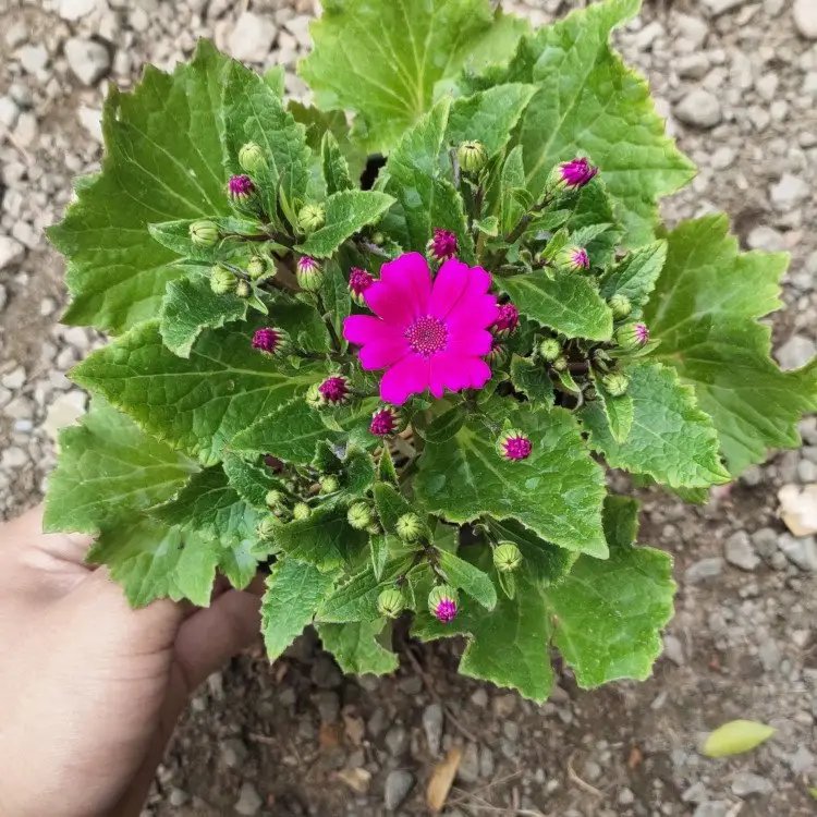 瓜葉菊杯苗容器苗粉花