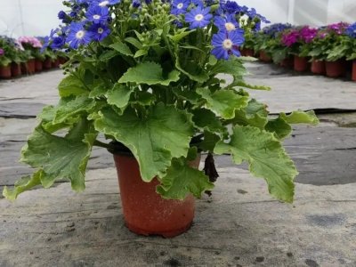 瓜葉菊