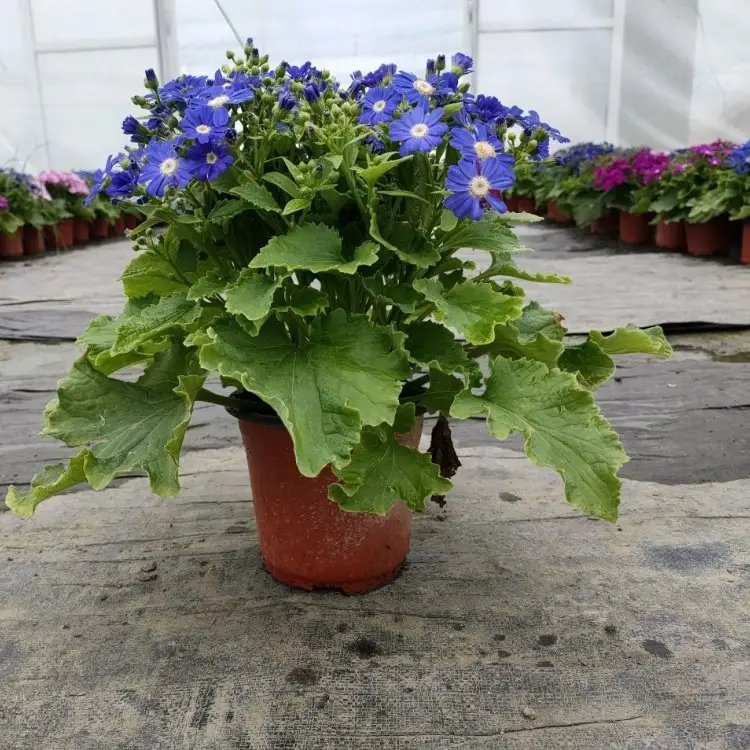 瓜葉菊杯苗容器苗紫花