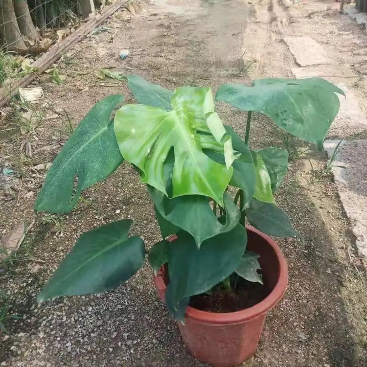 龜背竹杯苗容器苗