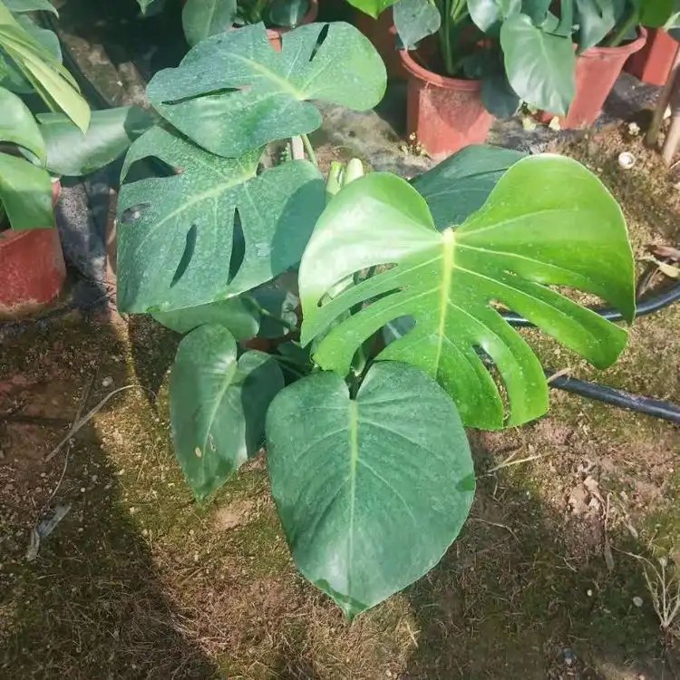 龜背竹杯苗容器苗