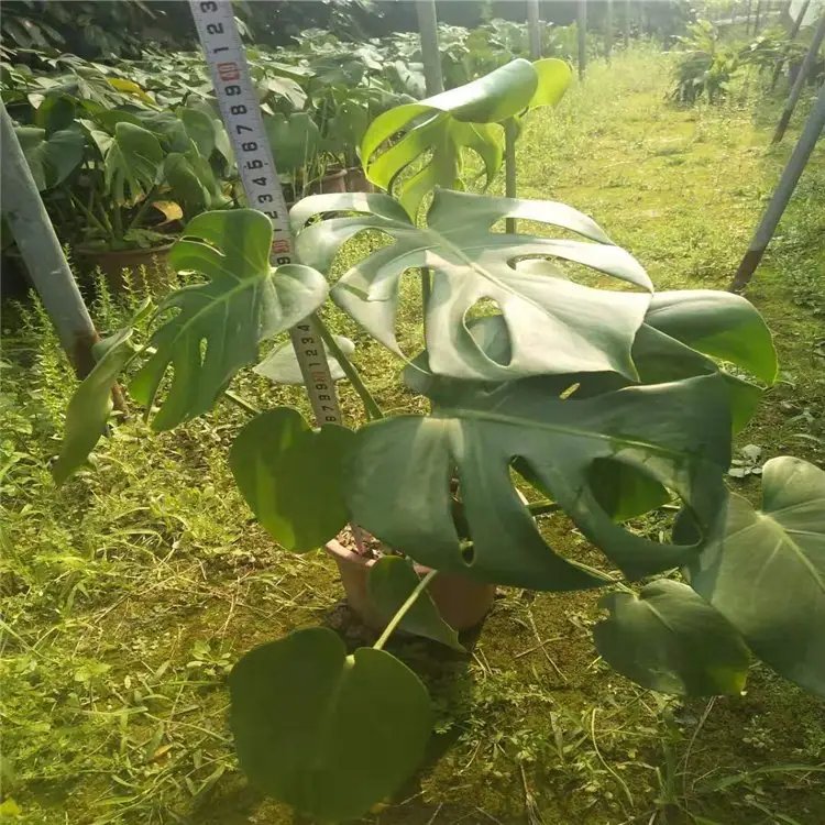 龜背竹杯苗容器苗