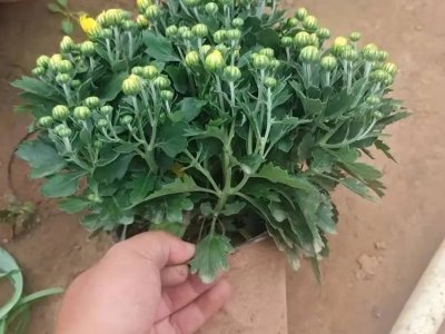 國慶菊