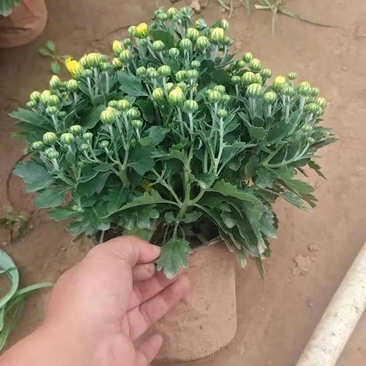 國慶菊杯苗容器苗