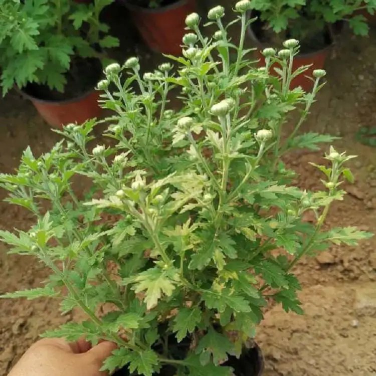 國慶菊杯苗容器苗