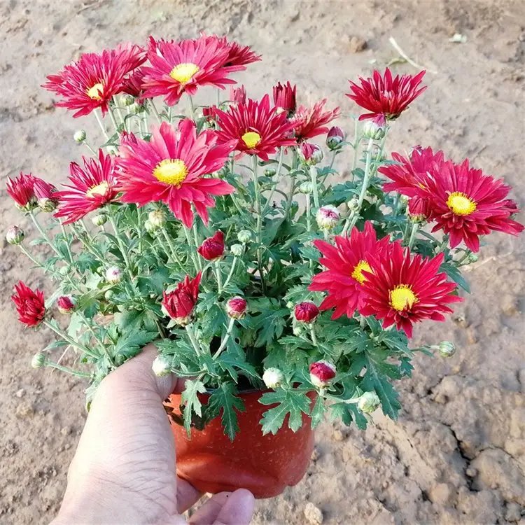 國慶菊杯苗容器苗