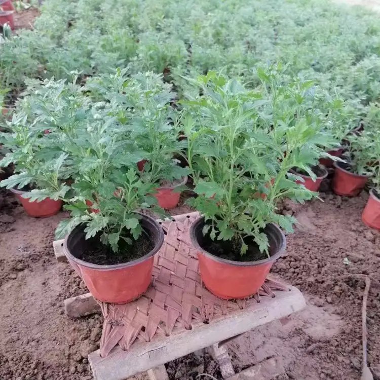 國慶菊杯苗容器苗