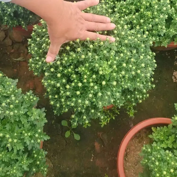 國慶菊杯苗容器苗
