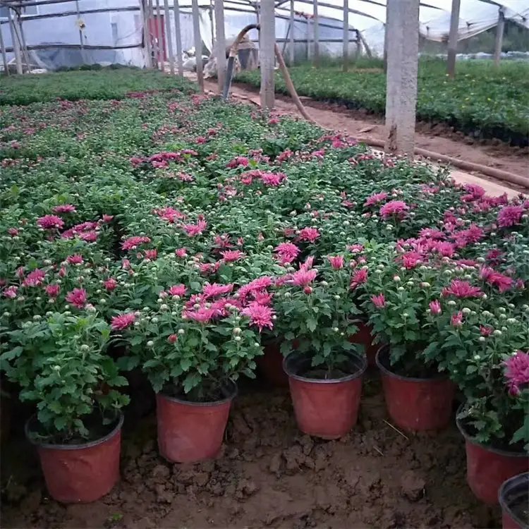 國慶菊杯苗容器苗