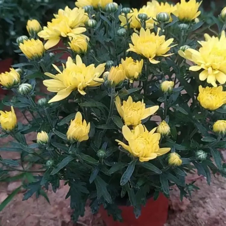 國慶菊杯苗容器苗