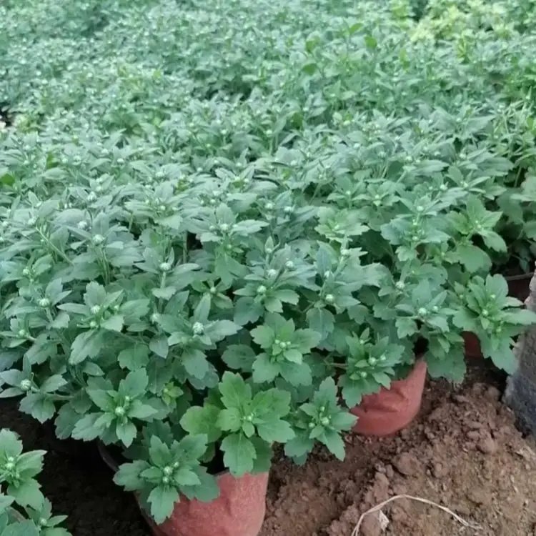 國慶菊杯苗容器苗