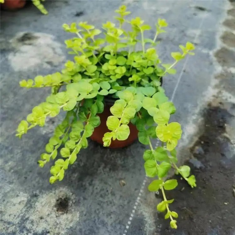 過路黃杯苗容器苗