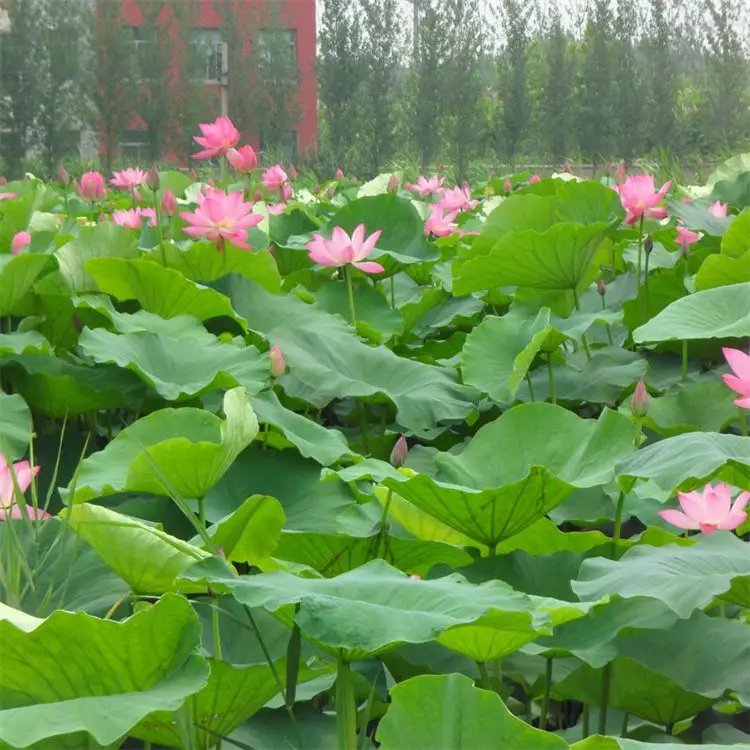 荷花杯苗容器苗