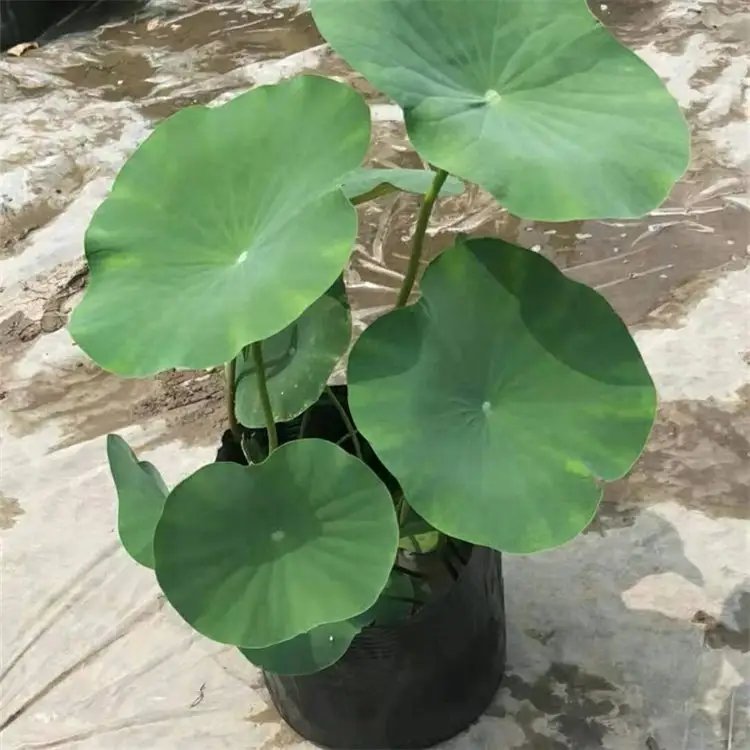 <a href='http://m.wuzhouwash.com/caohuazhongzi/1059.html' target='_blank'>荷花</a>杯苗容器苗