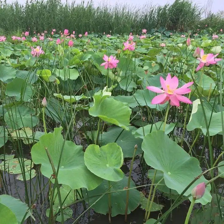 荷花杯苗容器苗