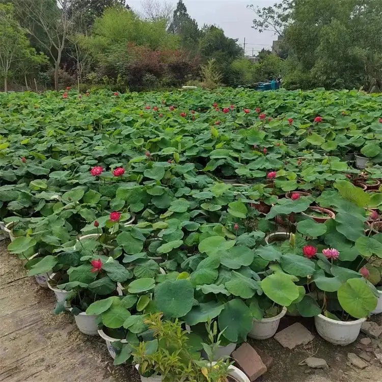 荷花杯苗容器苗
