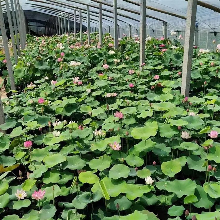 荷花杯苗容器苗