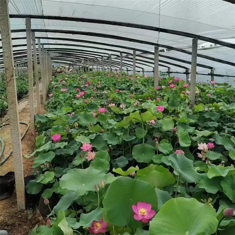 荷花杯苗容器苗