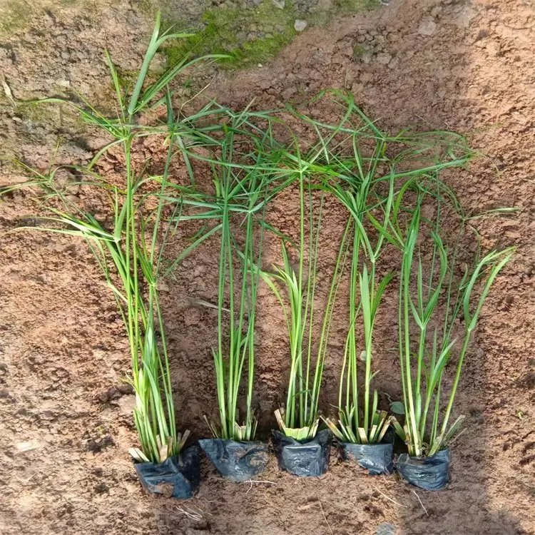 旱傘草杯苗容器苗