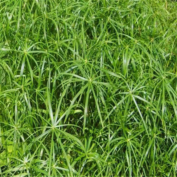 旱傘草杯苗容器苗