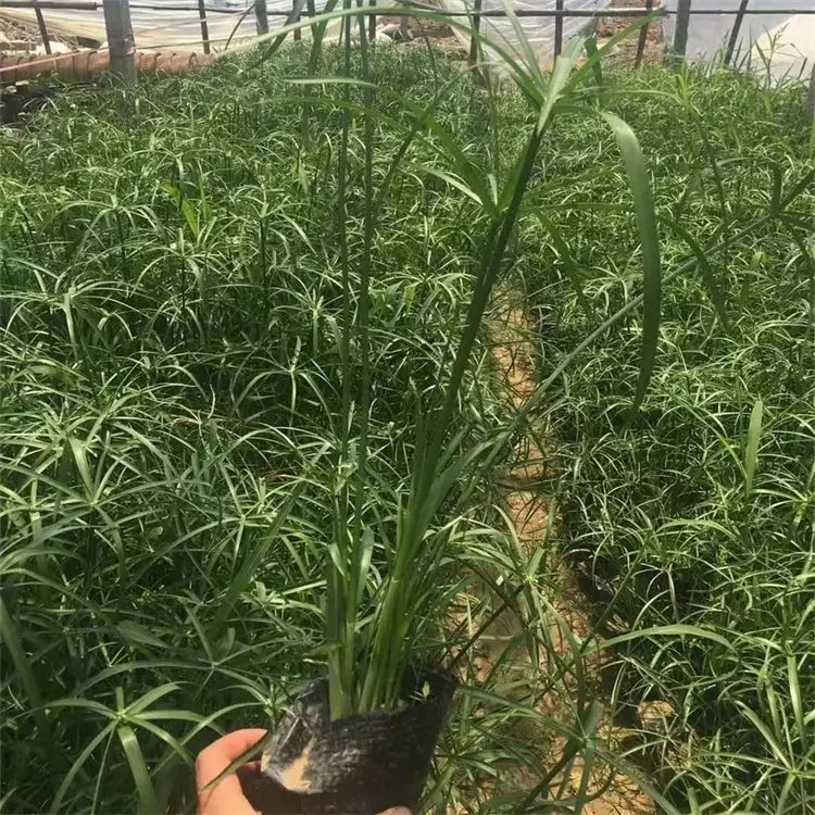 旱傘草杯苗容器苗