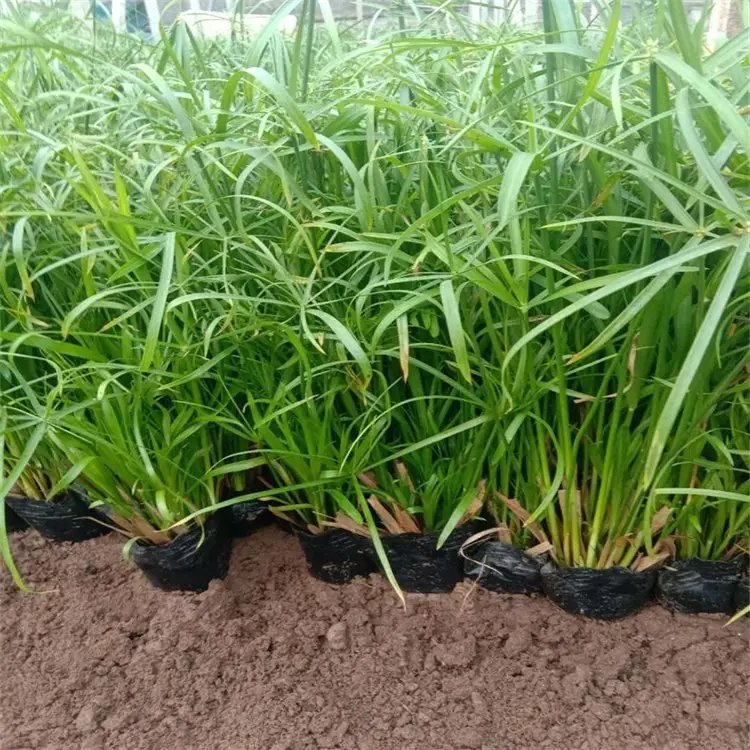 旱傘草杯苗容器苗