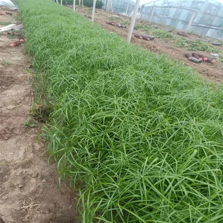 旱傘草杯苗容器苗