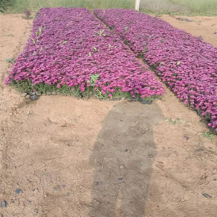 荷蘭菊杯苗容器苗
