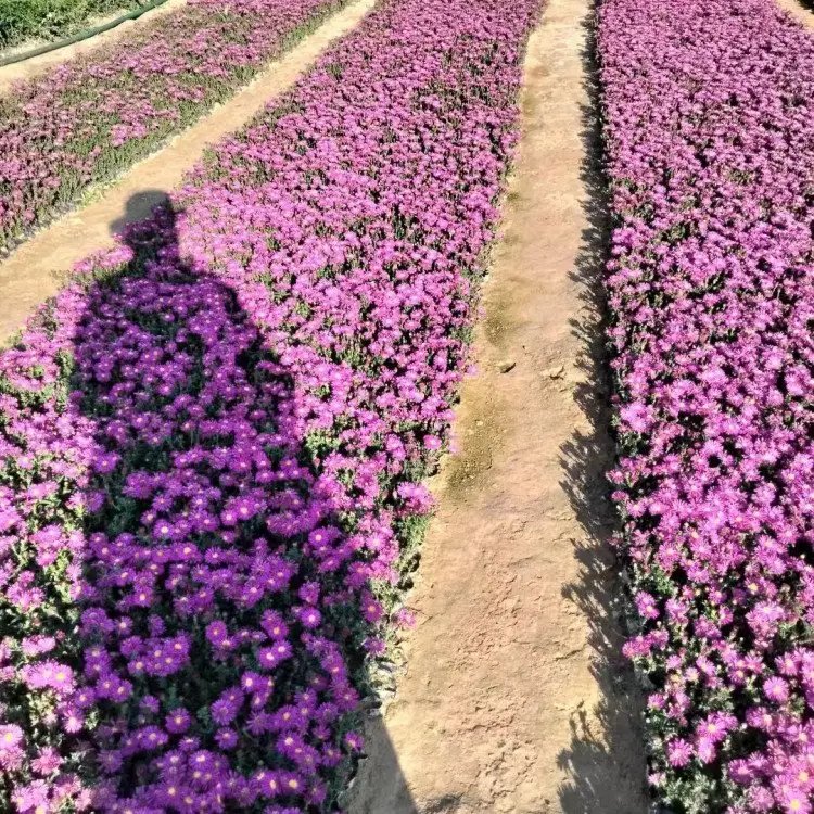 荷蘭菊杯苗容器苗