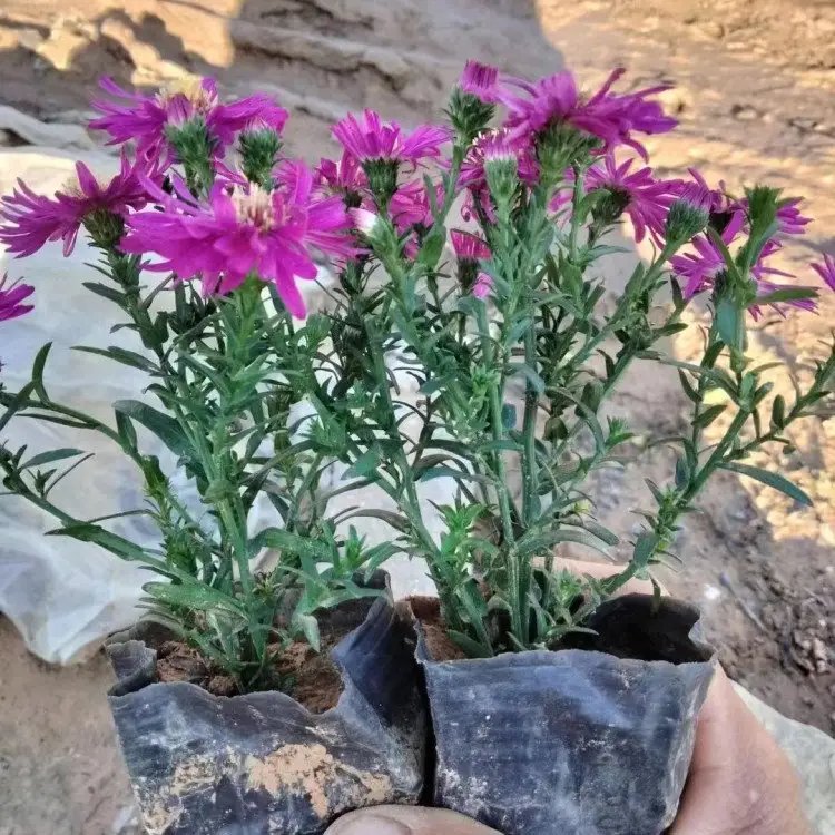 荷蘭菊杯苗容器苗