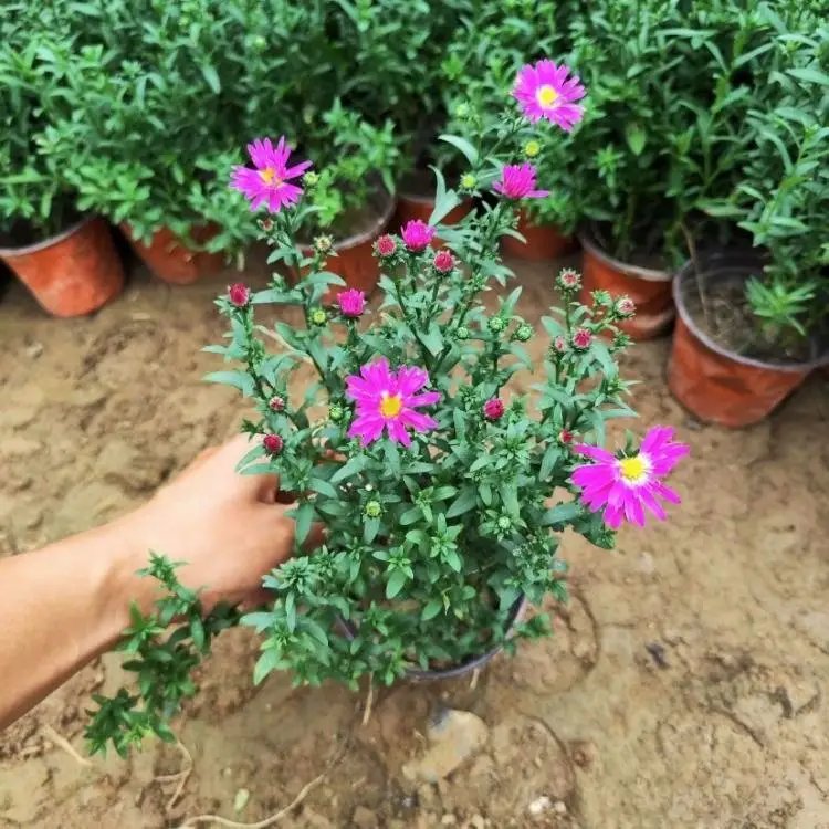 荷蘭菊杯苗容器苗