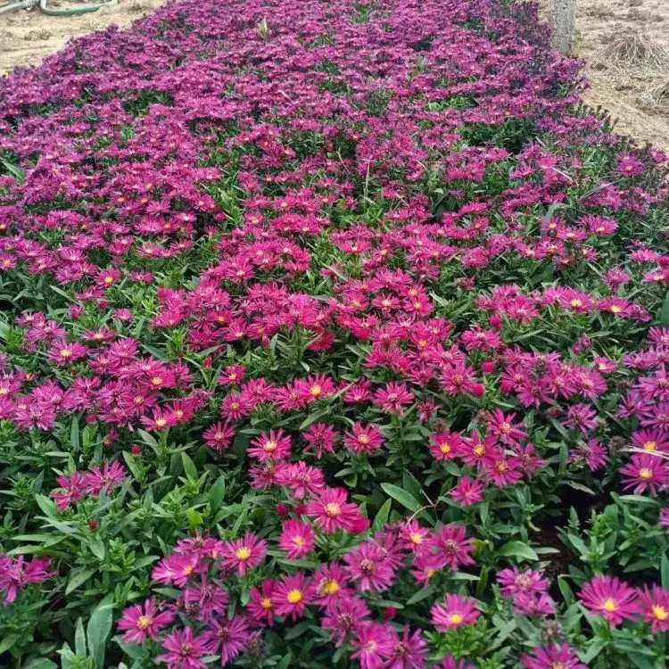 荷蘭菊杯苗容器苗