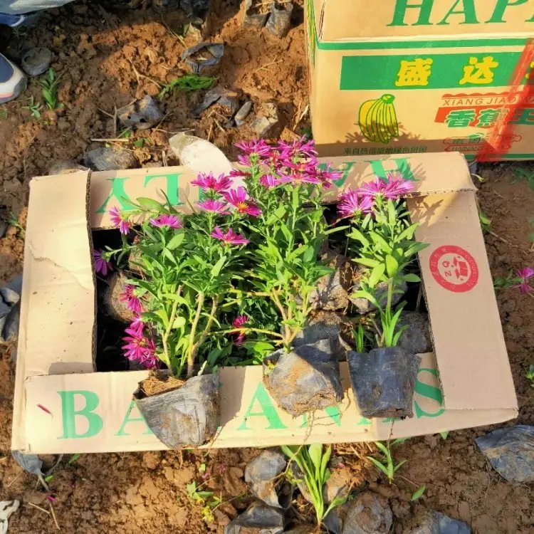 荷蘭菊杯苗容器苗
