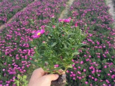 荷蘭菊