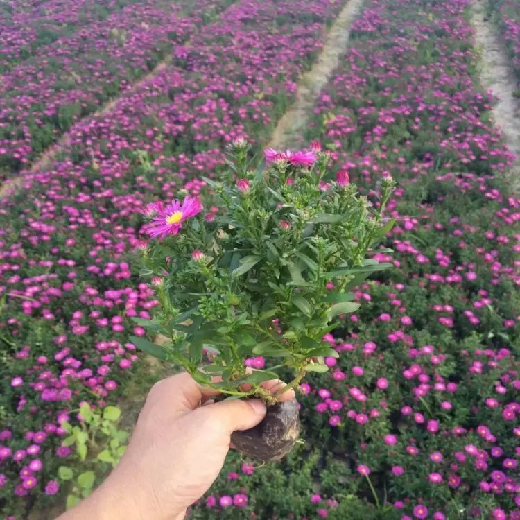 荷蘭菊杯苗容器苗