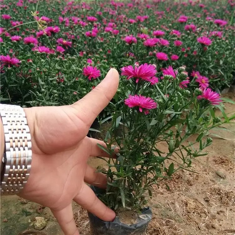 荷蘭菊杯苗容器苗
