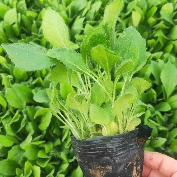 <a href='http://m.wuzhouwash.com/caohuazhongzi/1060.html' target='_blank'>黑心菊</a>杯苗容器苗