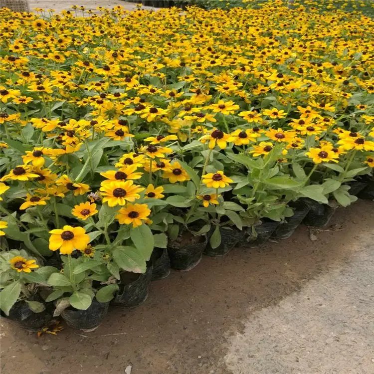 黑心菊杯苗容器苗