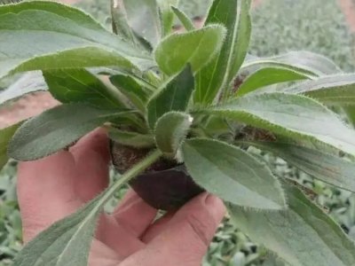 黑心菊