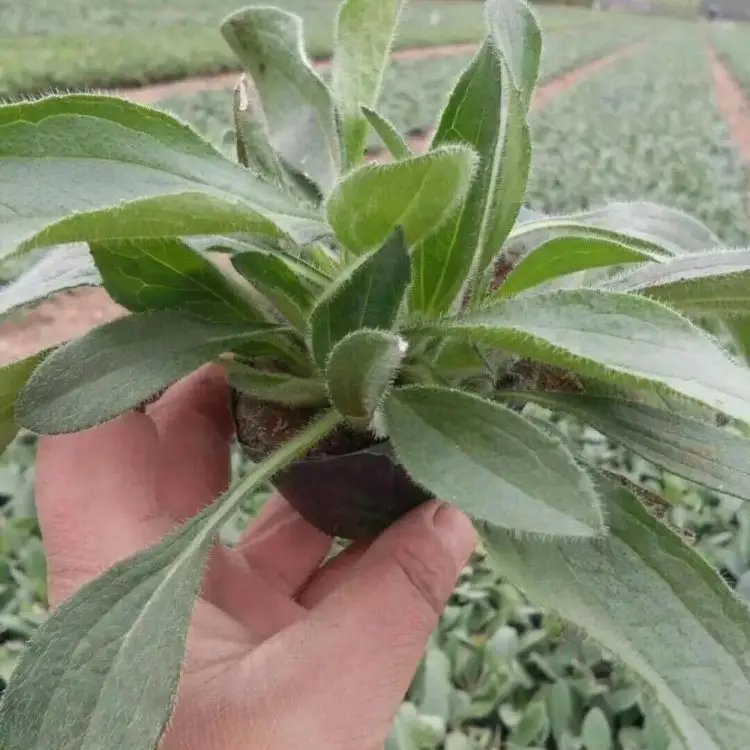 <a href='http://m.wuzhouwash.com/caohuazhongzi/1060.html' target='_blank'>黑心菊</a>杯苗容器苗